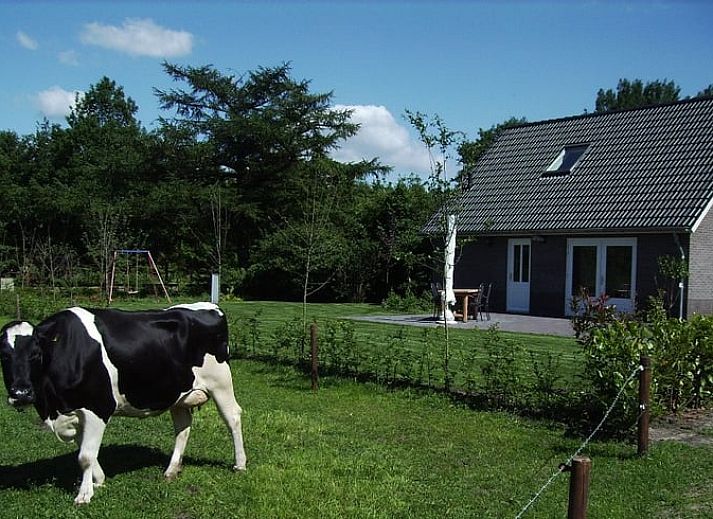 Koeien in de weide naast Huisje in Eesergroen, vakantiehuis in het landelijke Eesergroen, Drenthe.