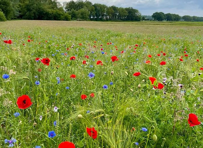 Spacious porch of the Cottage in Eeserveen, Drenthe surrounded by greenery.