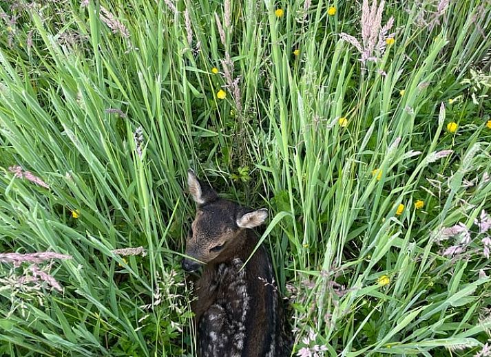 Cozy sitting area on the porch of Holiday Home in Eeserveen, Drenthe.