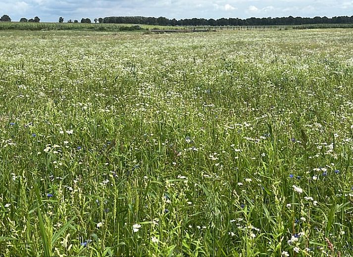 Cozy sitting area on the porch of Holiday Home in Eeserveen, Drenthe.