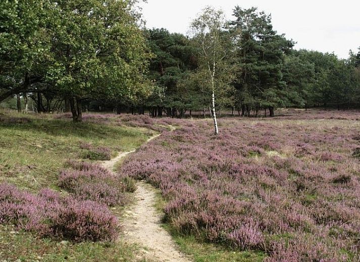 Speelplek en natuurlijke omgeving bij Vakantiehuisje in Witteveen, omgeven door de prachtige natuur van Drenthe.