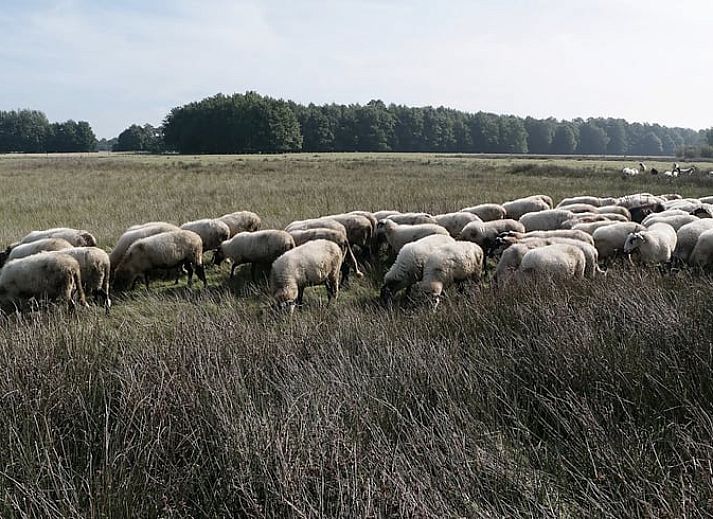Verblijf 173402 - Vakantiewoning Midden Drenthe - Vakantiehuisje in Witteveen