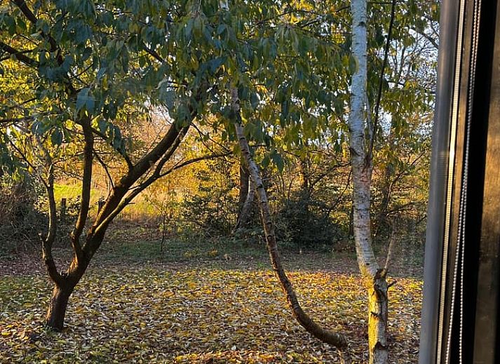 Naturreiche Aussicht vom Cottage in Nieuw Balinge, Ferienhaus in Zentral-Drenthe, mit grasendem Wild im Hintergrund.