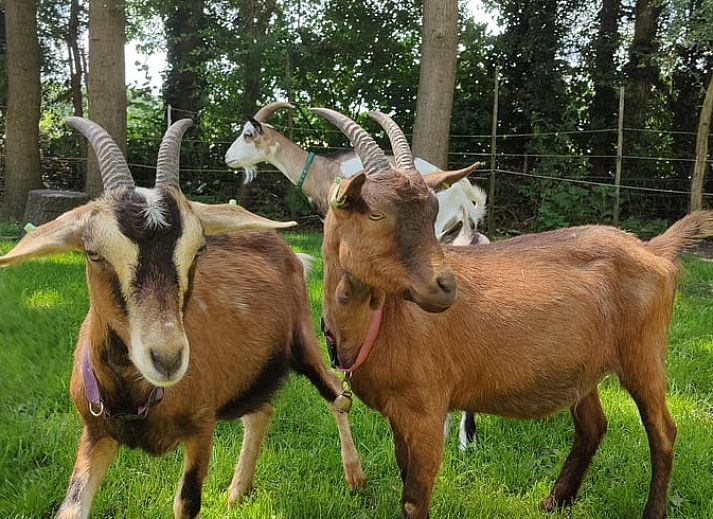 Moderne keuken in Huisje in Westdorp, vakantiehuis in Midden Drenthe met lichte kasten en uitzicht op de tuin.