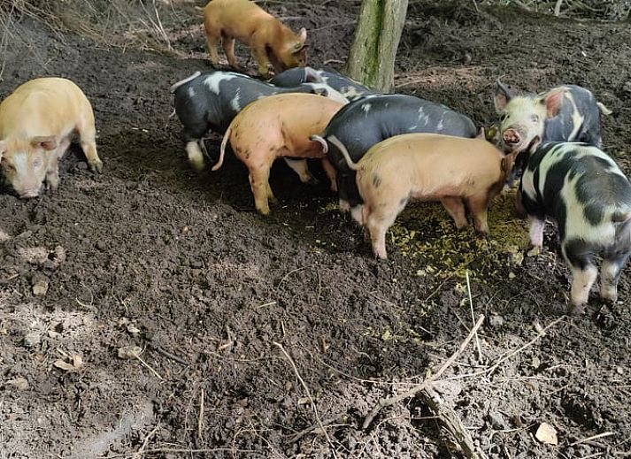 Moderne keuken in Huisje in Westdorp, vakantiehuis in Midden Drenthe met lichte kasten en uitzicht op de tuin.