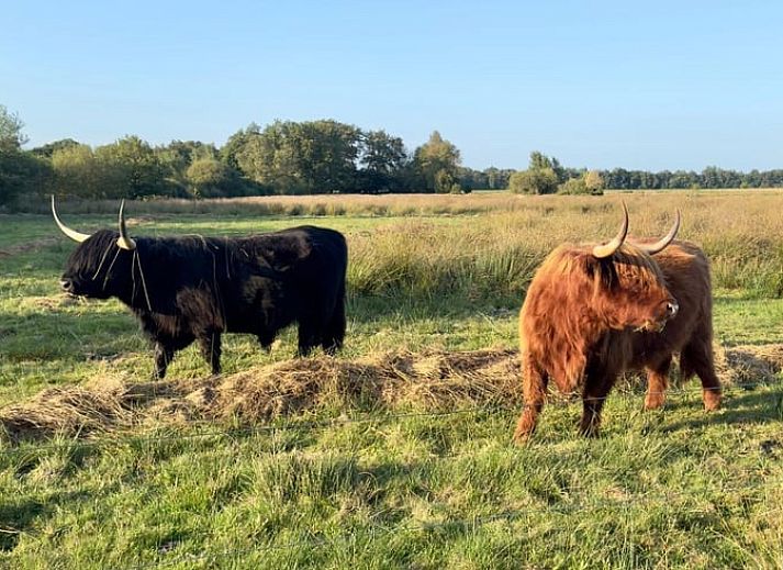 Gemuetliches Schlafzimmer im Ferienhaus in Balloerveld, ideal fuer einen entspannten Aufenthalt in Midden Drenthe, Drenthe.