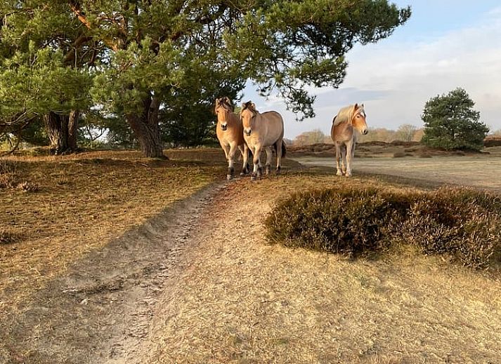 Gemuetliche Essecke im Ferienhaus in Balloerveld, ideal fuer Mahlzeiten in Midden Drenthe, Drenthe.