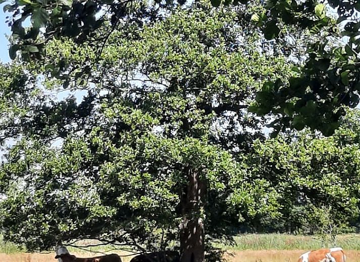 Attraktives Esszimmer im Ferienhaus in Wezup, mit laendlicher Dekoration in Drenthe.