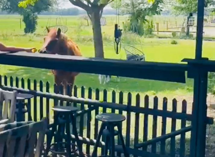 Unterkunft 174602 - Ferienhaus Midden Drenthe - Vakantiehuisje in Zuidveld