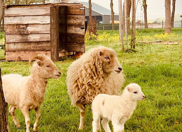 Unterkunft 174602 - Ferienhaus Midden Drenthe - Vakantiehuisje in Zuidveld
