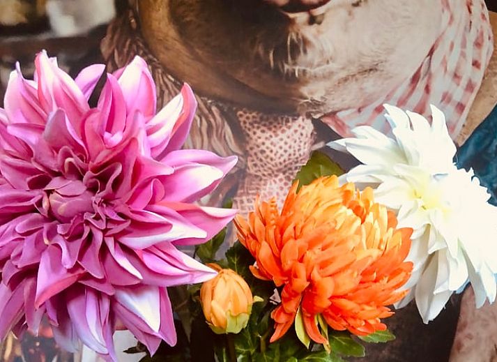 Unterkunft 174602 - Ferienhaus Midden Drenthe - Vakantiehuisje in Zuidveld