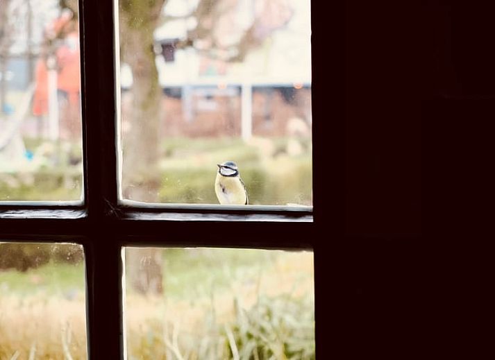 Unterkunft 174602 - Ferienhaus Midden Drenthe - Vakantiehuisje in Zuidveld