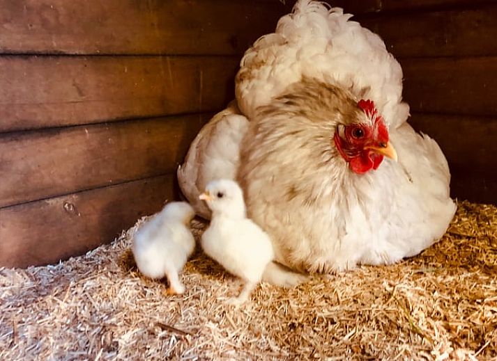 Unterkunft 174602 - Ferienhaus Midden Drenthe - Vakantiehuisje in Zuidveld
