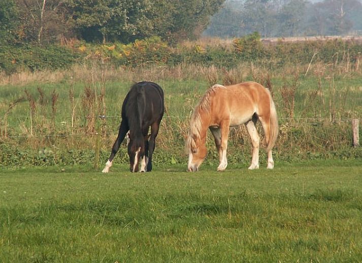 Guest house 180106 - Holiday property Noord Drenthe - Huisje in Peize