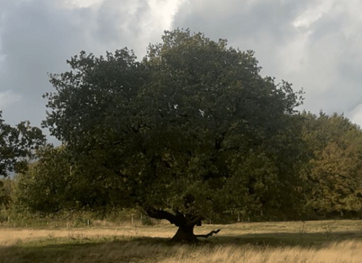 Verblijf 180507 - Vakantiewoning Noord Drenthe - Vakantiehuis in Zuidlaren
