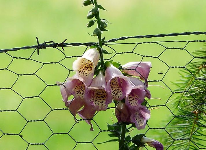 Terras van Huisje in Eext, vakantiehuis in Noord Drenthe met uitzicht op het bos.