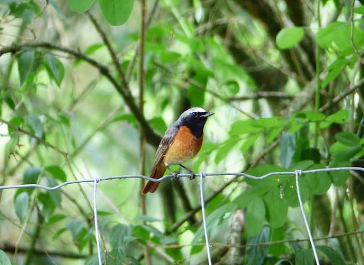 Terras van Huisje in Eext, vakantiehuis in Noord Drenthe met uitzicht op het bos.