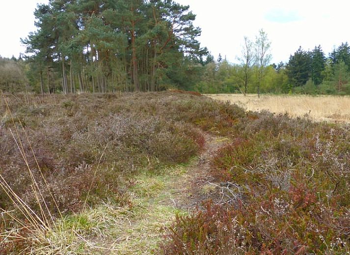 Terras van Huisje in Eext, vakantiehuis in Noord Drenthe met uitzicht op het bos.