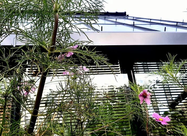 Bluehender Garten im Ferienhaus in Eext, Nord-Drenthe, ein ruhiges Ferienhaus.