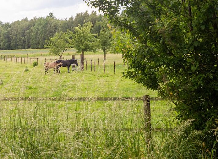 Ruime veranda van Huisje in Eext, ideaal voor ontspanning in de natuur van Noord Drenthe.