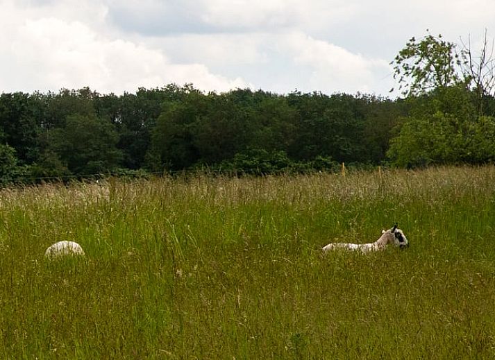 Charmante houten zij-ingang van Huisje in Eext, vakantieverblijf in Noord Drenthe, Drenthe.