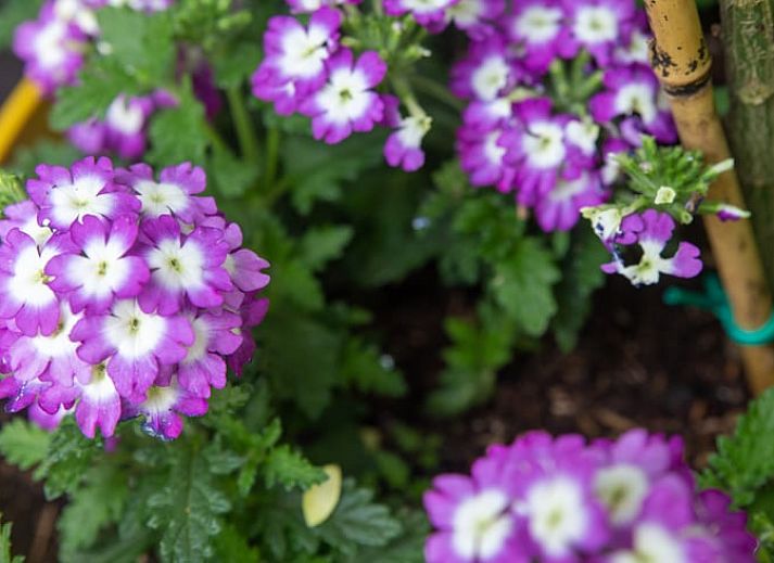 Charmante houten zij-ingang van Huisje in Eext, vakantieverblijf in Noord Drenthe, Drenthe.