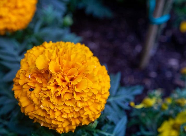 Charmante houten zij-ingang van Huisje in Eext, vakantieverblijf in Noord Drenthe, Drenthe.