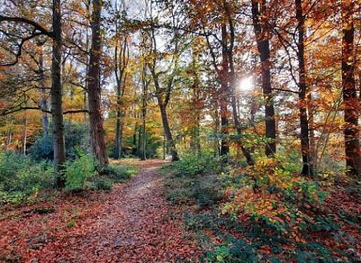 Unterkunft 180804 - Ferienhaus Noord Drenthe - Vakantiehuis in Roden