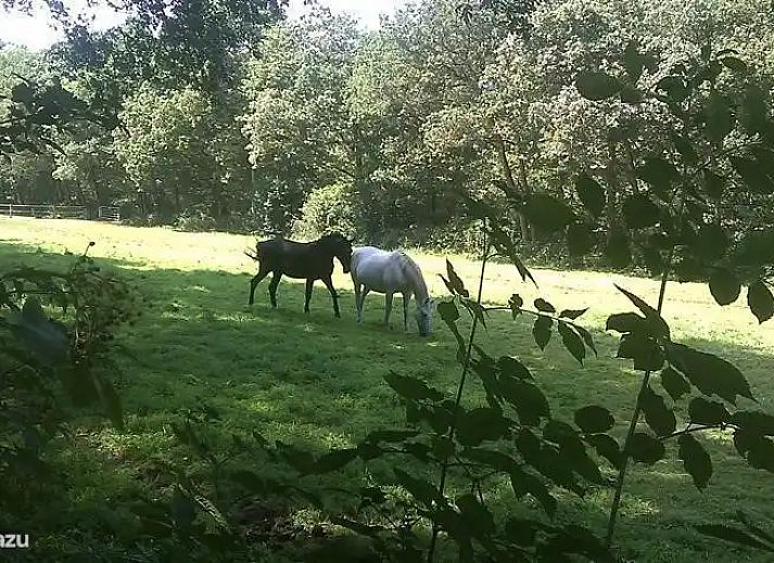 Verblijf 1809130 - Vakantiewoning Noord Drenthe - l'Oiseau Bleu (Z11 Norg)