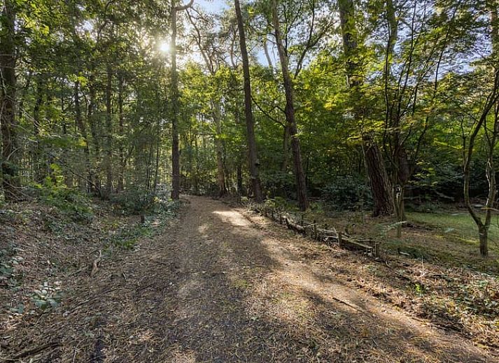 Das rustikale Ferienhaus Cottage in Norg, umgeben von Natur in Nord-Drenthe, bietet eine ruhige Zuflucht im waldreichen Norg.