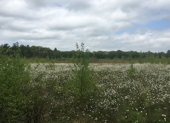 Huisje in Norg, vakantiehuis in Noord Drenthe, omgeven door groene natuur met terras en picknicktafel, perfect voor ontspanning.