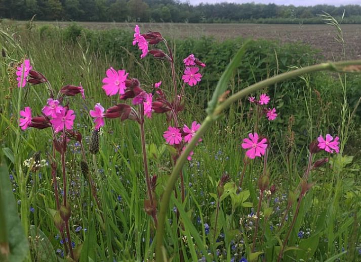Huisje in Norg, vakantiehuis in Noord Drenthe, omgeven door groene natuur met terras en picknicktafel, perfect voor ontspanning.