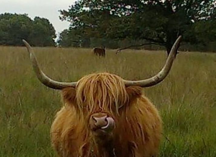 Unterkunft 180926 - Ferienhaus Noord Drenthe - Vakantiehuis in Norg
