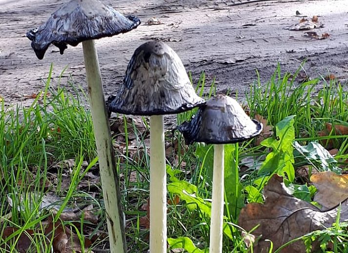 Unterkunft 180926 - Ferienhaus Noord Drenthe - Vakantiehuis in Norg