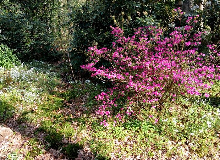 Das Ferienhaus in Norg liegt in den gruenen Waeldern von Nord-Drenthe und bietet eine ruhige Flucht in die Natur von Drenthe.