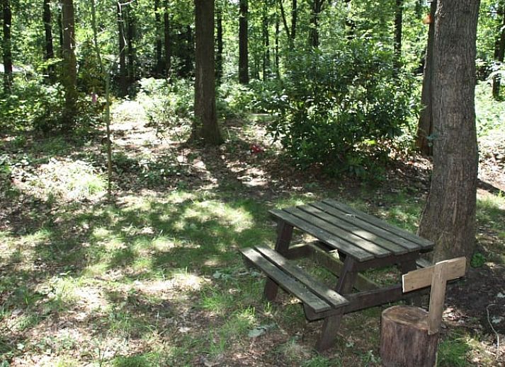 Geniessen Sie die ruhige, waldreiche Umgebung des Ferienhauses in Norg, Nord-Drenthe, mit einer rustikalen Terrasse und einem Picknicktisch.