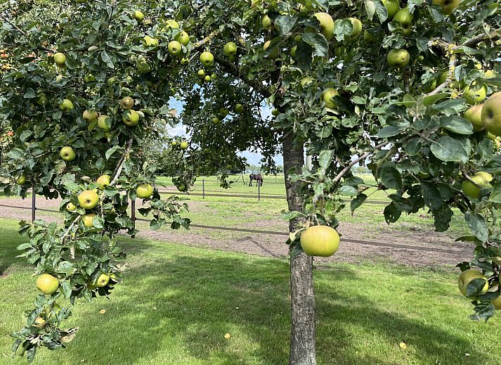 Toegangspad naar vakantiehuis DG1879 in Borger, Noord Drenthe met groene omgeving.