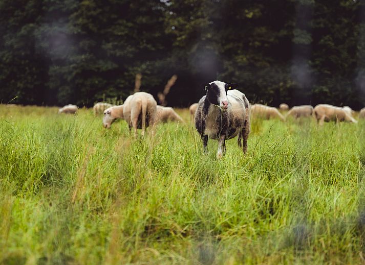 Verblijf 181121 - Vakantiewoning Noord Drenthe - Vakantiehuis Bospark Lunsbergen - LB 68