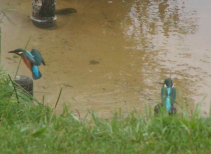 Einzigartiges Ferienhaus DG575 in Schipborg, Drenthe, umgeben von gruener Natur.