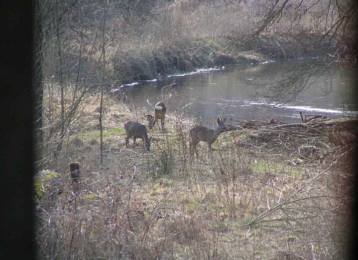 Einzigartiges Ferienhaus DG575 in Schipborg, Drenthe, umgeben von gruener Natur.