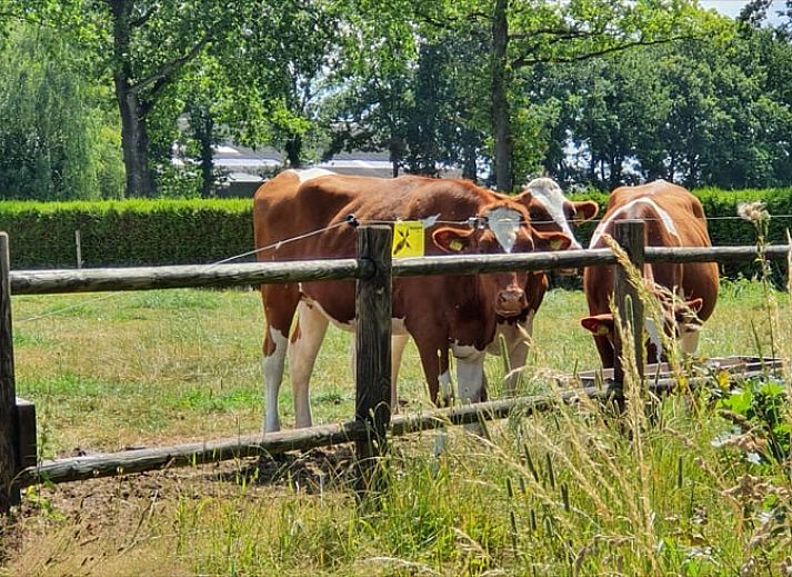 Unterkunft 181403 - Ferienhaus Noord Drenthe - Vakantiehuisje in Nieuwediep