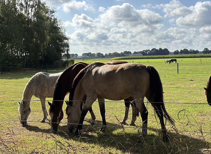 Guest house 183231 - Holiday property Noord Drenthe - DG2149