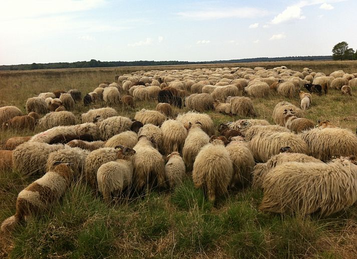 Unterkunft 183231 - Ferienhaus Noord Drenthe - DG2149