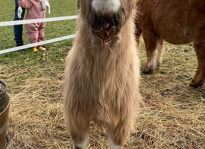 Ruim terras van Vakantiehuisje in Zeegse, Drenthe, met uitzicht op de natuur.