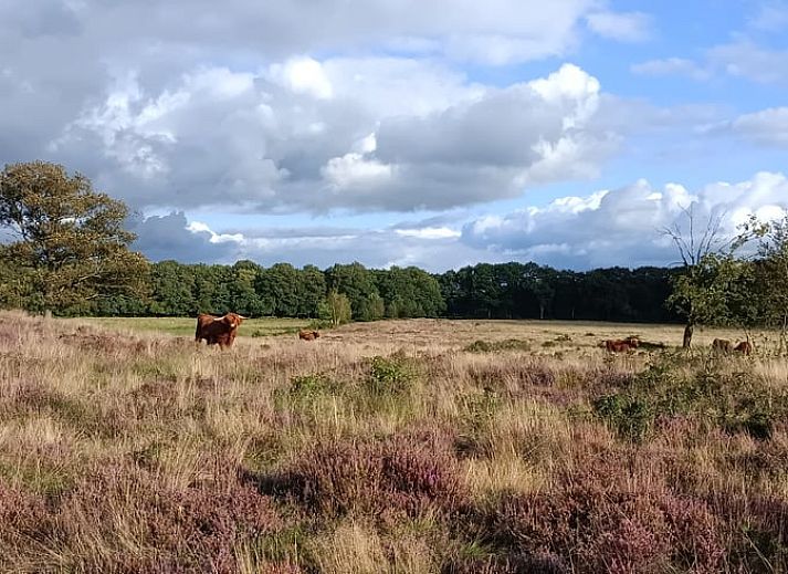 Unterkunft 183816 - Ferienhaus Noord Drenthe - Huisje in Zeegse