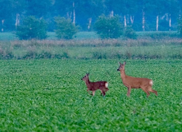 Cozy living room of Huisje in Veenhuizen, vacation home in North Drenthe, with vintage interior and lots of natural light.