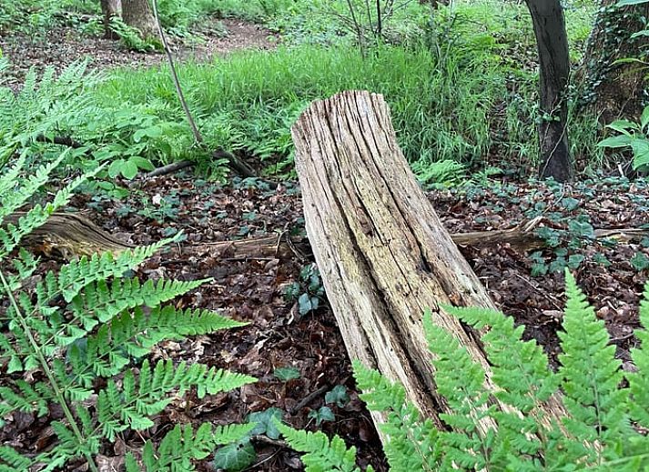 Cozy living room of Huisje in Veenhuizen, vacation home in North Drenthe, with vintage interior and lots of natural light.