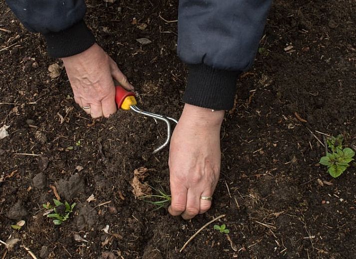 Geniet van de groene tuin en het overdekte terras bij Vakantiehuis in Drouwen, gelegen in het serene Noord Drenthe, Drenthe.