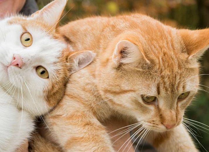 Geniet van de rust op de veranda van Vakantiehuis in Drouwen, omgeven door de natuur in Noord Drenthe, Drenthe.