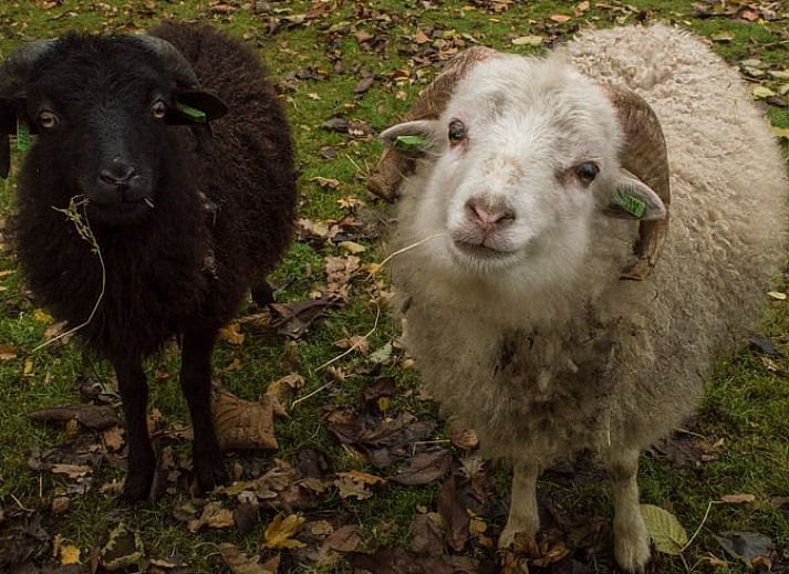 Gezellige binnenruimte van Vakantiehuis in Drouwen, Noord Drenthe, met een rustieke inrichting en moderne keukenfaciliteiten.